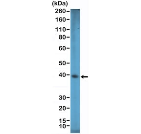 Western blot testing of human HEK293 cell lysate with recombinant SOX2 antibody at 1:1000 dilution. 