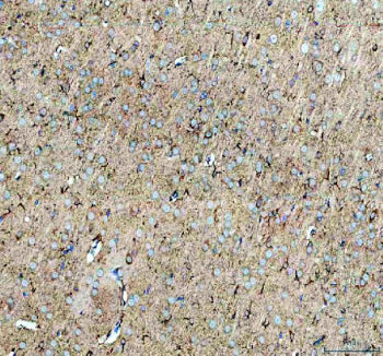 IHC staining of FFPE rat brain tissue with Neuropeptide S antibody. HIER: boil tissue sections in pH