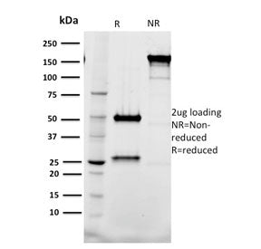 SDS-PAGE analysis of purified, BSA-free TAL1 antibody (clone BTL73) as confirmation of integrity and