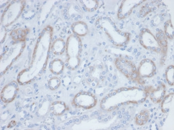 Biotin / Vitamin B7 / Vitamin H Antibody