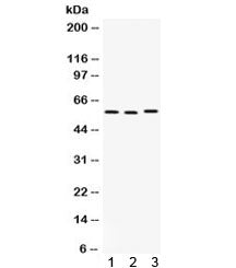 CAP1 Antibody
