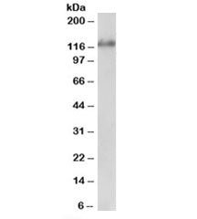 USP11 Antibody