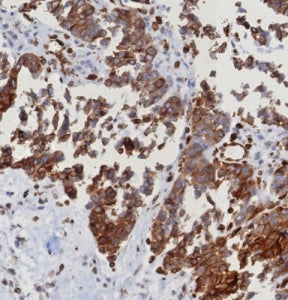 STING1 Antibody / TMEM173 / ERIS / MITA