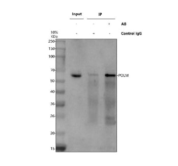 Immunoprecipitating POLM in 293T whole cell lysate. Western blot analysis of POLM using anti-POLM an