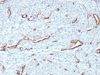 CD31 Antibody / PECAM-1