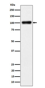 Western blot analysis of Nesprin 3 expression in human 293 cell lysate using Nesprin 3 antibody. A s