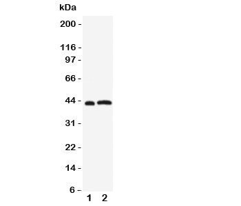 Leupaxin Antibody