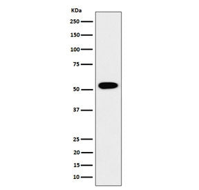 Western blot testing of human HEK293 cell lysate with G-rich sequence factor 1 antibody. Predicted m