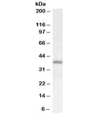 Biglycan Antibody