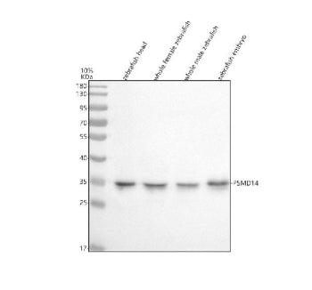 Western blot analysis of Psmd14 protein using Zebrafish Psmd14 antibody and 1) zebrafish head, 2) wh