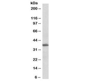 Western blot testing of human lymph node lysate with biotinylated AIMP1 antibody at 0.1ug/ml. Predic