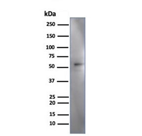 IRF3 Antibody