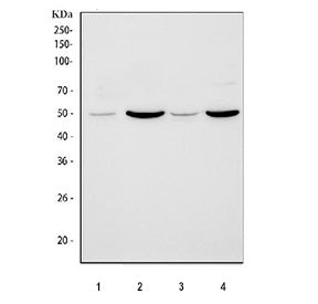 Western blot testing of 1) human HeLa, 2) rat brain, 3) rat C6 and 4) mouse brain tissue lysate with