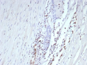 ERG Antibody / Transcriptional regulator ERG