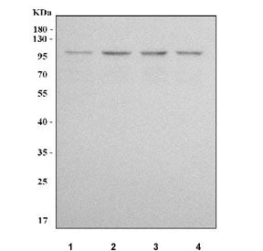 Western blot testing of human 1) HeLa, 2) RT4, 3) HEL and 4) HepG2 cell lysate with LONRF1 antibody.