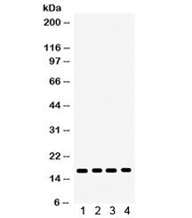 Western blot testing of 1) rat liver, 2) rat lung, 3) rat pancreas, 4) human HeLa lysate with CENPA 