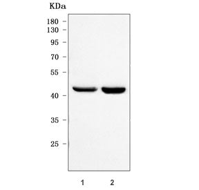 Western blot testing of human 1) HeLa and 2) Caco-2 cell lysate with PRDM7 antibody. Predicted molec