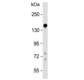 Lubricin Antibody / PRG4 (N-Terminal Region)