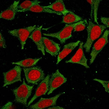 Immunofluorescent staining of fixed and permeabilized human HeLa cells with GSTM2 antibody (green) a
