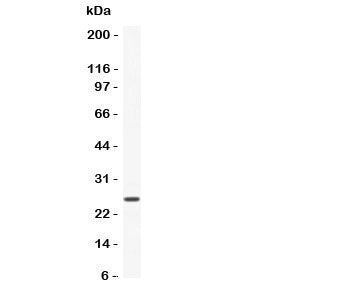 CNTF Antibody