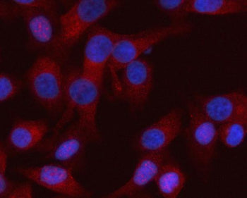 Immunofluorescent staining of RASSF8 using anti-RASSF8 antibody (red). RASSF8 was detected in an imm