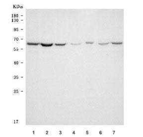Western blot testing of 1) human HeLa, 2) human HepG2, 3) human MOLT4, 4) rat testis, 5) rat PC-12, 