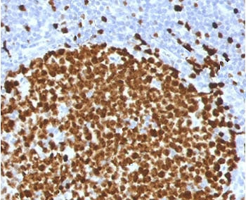 IHC testing of FFPE human tonsil stained with Ki67 antibody (clone PMKI67-1). Required HIER: boiling