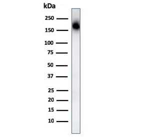 CD45RA Antibody (Leukocyte marker)