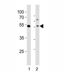 Gata6 Antibody