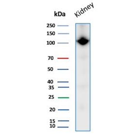 Western blot testing of human kidney tissue lysate with CD10 antibody. Routinely visualized at ~100 
