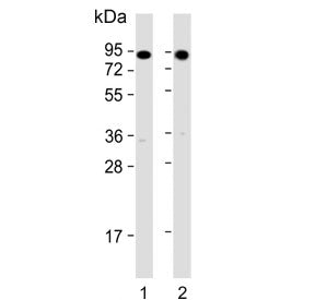 Western blot testing of zebrafish 1) muscle and 2) whole lysate with hsp90a.1 antibody. Predicted mo