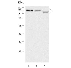 KIF1B Antibody