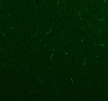 Immunofluorescent staining of FFPE rat brain tissue with NES antibody. HIER: steam section in pH8 ED