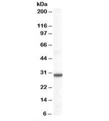 Western blot testing of human lung lysate with DDAH2 antibody at 0.1ug/ml. Predicted molecular weigh