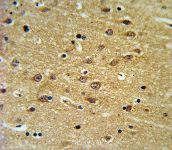 IHC testing of FFPE human brain tissue with EH domain-containing protein 3 antibody. HIER: steam sec
