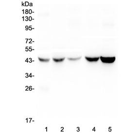 Western blot testing of human 1) placenta, 2) HEp-2, 3) HeLa, 4) A549 and 5) PANC-1 lysate with Alph