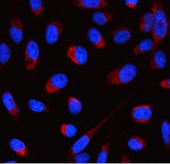 Immunofluorescent staining of FFPE human HeLa cells with ATP5F1D antibody (red) and DAPI nuclear sta