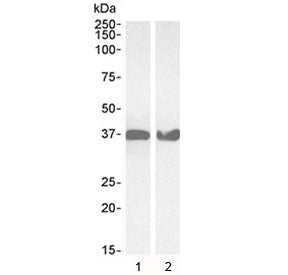Western blot testing of 1) human HeLa and 2) mouse NIH3T3 lysate with GAPDH antibody at 0.03ug/ml. P