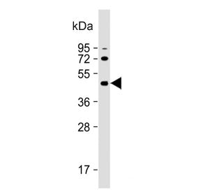 Western blot testing of human HEK293 cell lysate with ALKBH5 antibody. Predicted molecular weight: ~