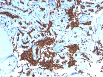 IHC staining of FFPE human placenta with recombinant Glycophorin A antibody. HIER: boil tissue secti