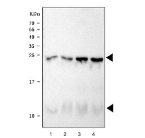 Western blot testing of 1) rat heart, 2) rat heart, 3) mouse heart and 4) mouse heart tissue lysate 