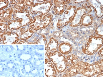IHC staining of FFPE human kidney tissue with Transferrin antibody (clone TF/4798). Inset: PBS used 