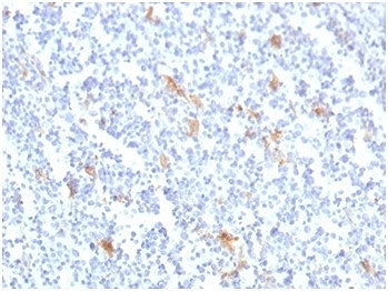 IHC staining of FFPE human tonsil tissue with SPARC antibody (clone OSTN/3759). HIER: boil tissue sections in pH 9 10mM Tris with 1mM EDTA for 20 min and allow to cool before testing.