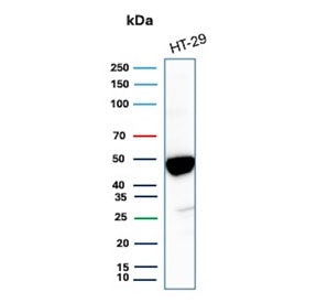 Western blot testing of human HT29 cell lysate with Keratin 20 antibody (clone KRT20/3224R). Predict