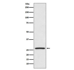 Western blot testing of human HeLa cell lysate with HSP27 antibody. Expected molecular weight: 23-27