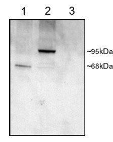 PDE4D Antibody