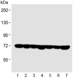 Western blot testing of 1) human Jurkat, 2) human HeLa, 3) human 293, 4) human MCF7, 5) mouse C2C12,