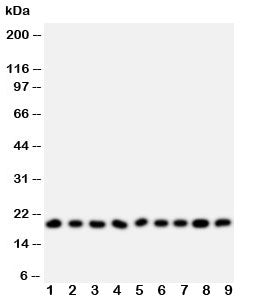 Ribonuclease A Antibody
