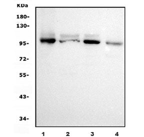 Western blot testing of human 1) Jurkat, 2) HEK293, 3) Raji and 4) monkey COS-7 cell lysate with Ubi