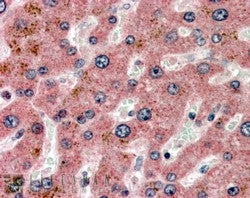 IHC testing of FFPE human liver with APOC1 antibody at 4ug/ml. HIER: steamed with pH6 citrate buffer
